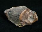 Giant Unworn Triceratops Tooth - #4471-3